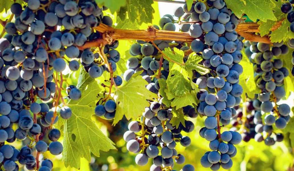 top 15 giống nho làm rượu vang đỏ nổi tiếng nhất thế giới