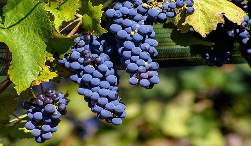 top 15 giống nho làm rượu vang đỏ nổi tiếng nhất thế giới