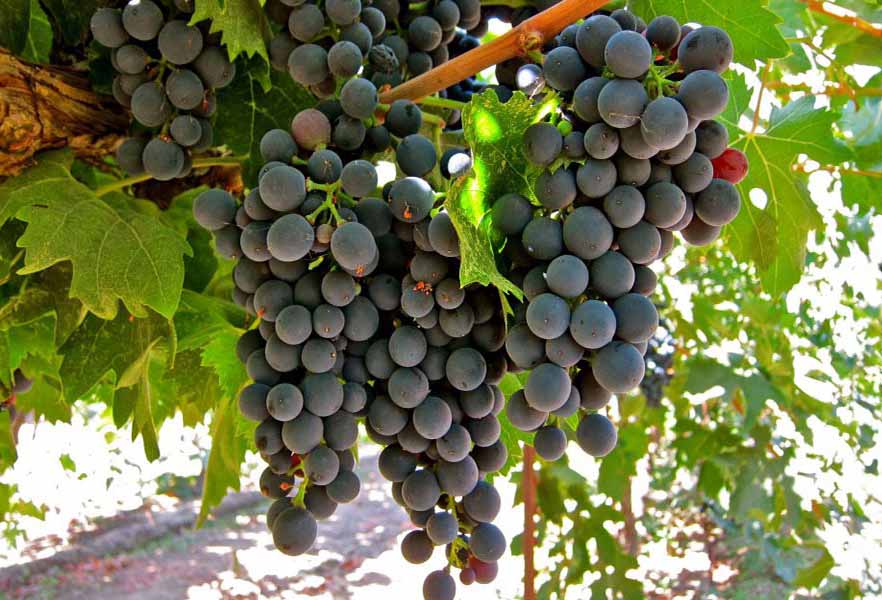 top 15 giống nho làm rượu vang đỏ nổi tiếng nhất thế giới