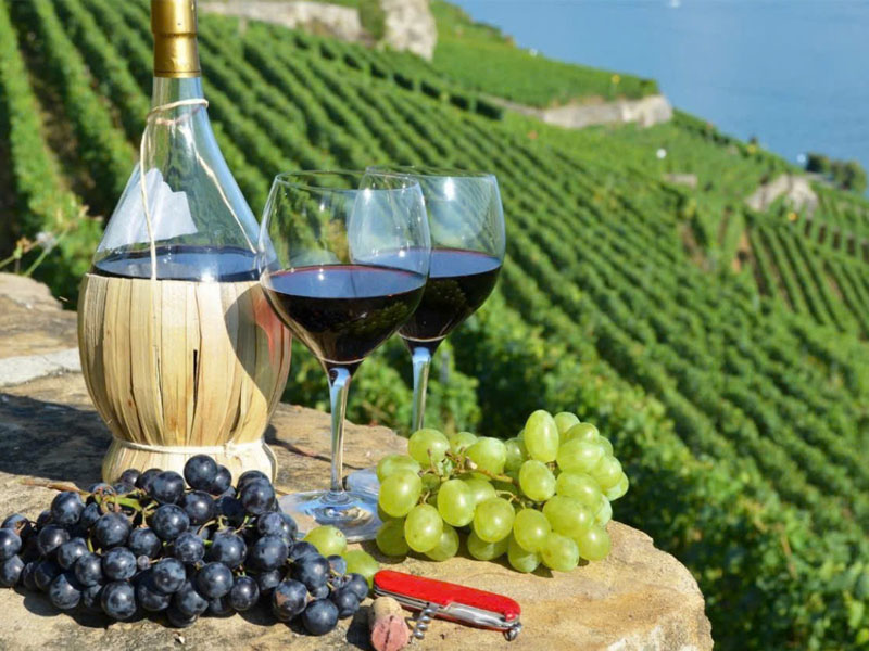 top 5 rượu vang pháp ngon giá dưới 250k không nên bỏ lỡ