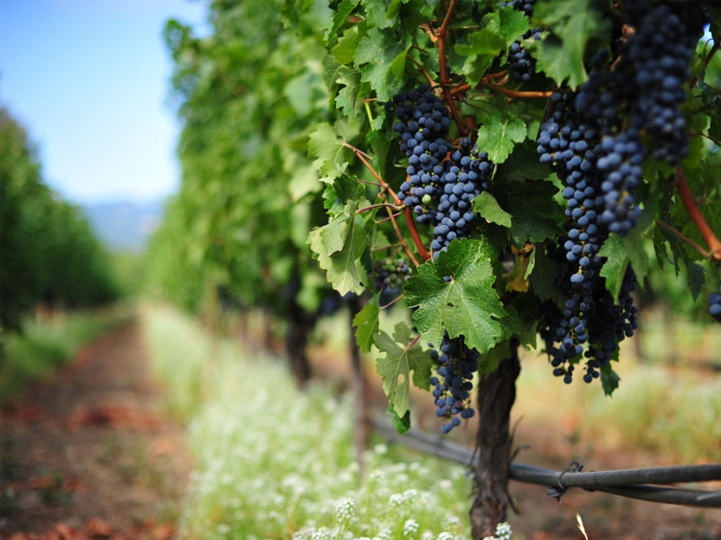 vang 30 mile cabernet sauvignon vang 30 mile cabernet sauvignon