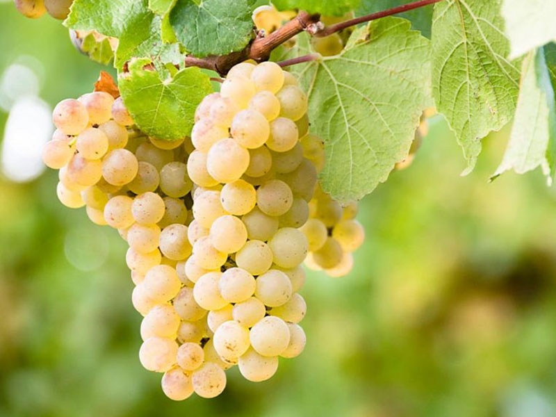 vang 30 mile sauvignon blanc vang 30 mile sauvignon blanc