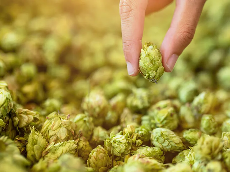 Bia thủ công bohemia summer apa 4,7% – tiệp