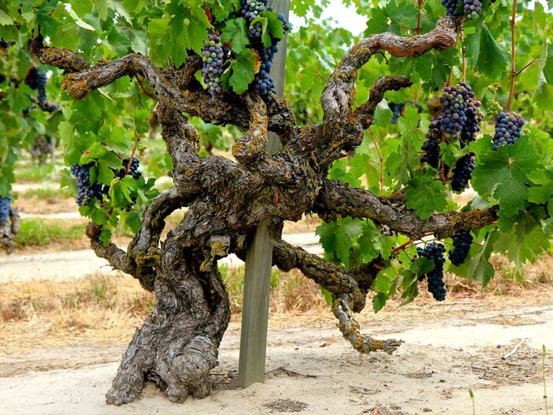 rượu vang chambertin grand cru