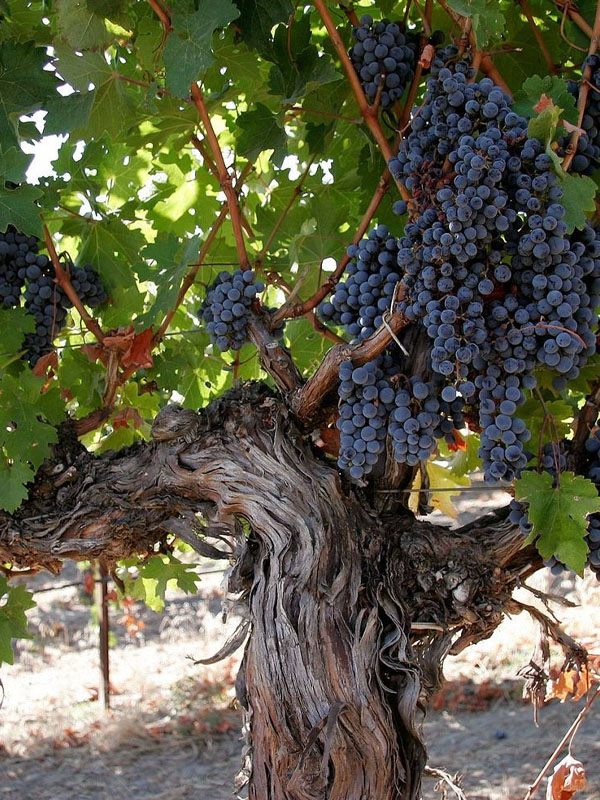 rượu vang chambertin grand cru 1500ml