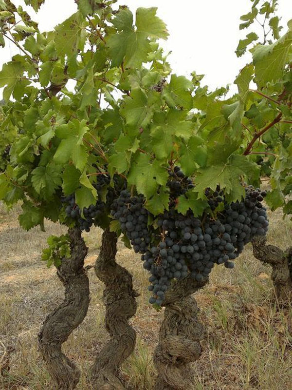 rượu vang champimonts beaune 1er cru domaine seguin-manuel