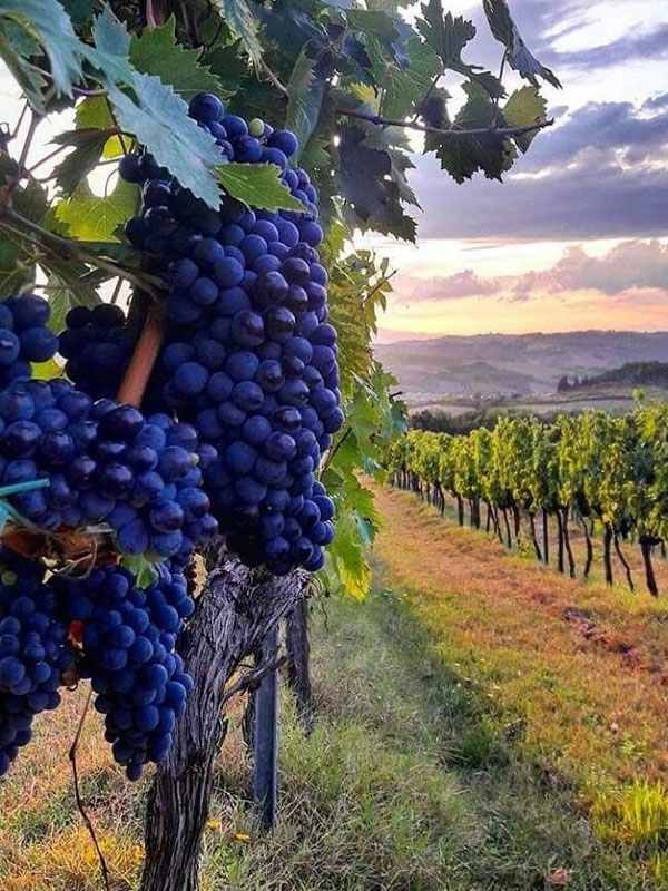 rượu vang château cangruey cru bourgeois