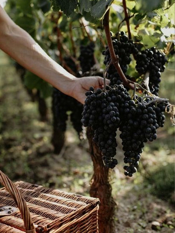 rượu vang portraits château de la grande tour