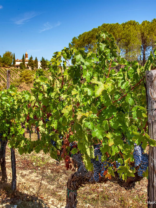 rượu vang seguin manuel gevrey chambertin "vieille vignes"