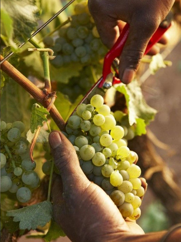 rượu vang seguin manuel mercurey vieilles vignes