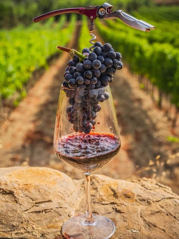 rượu vang seguin manuel volnay "vieilles vignes"