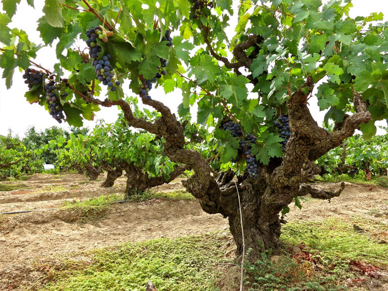 rượu vang úc family crest shiraz rượu vang úc family crest shiraz