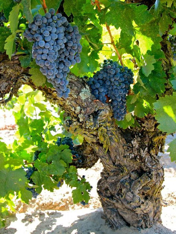 rượu vang ý ricossa campolibero barolo