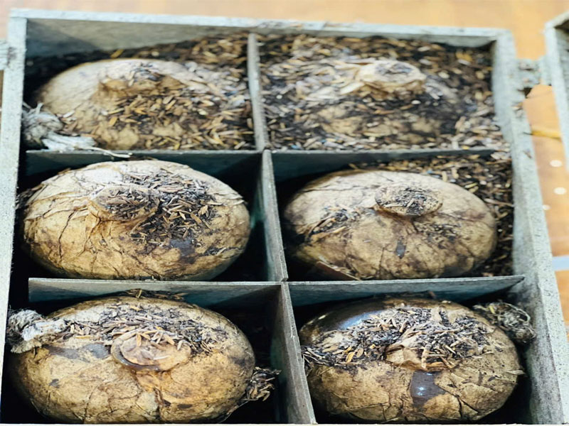 Cách nhận biết rượu mao đài ủ trấu 30 năm thật giả chi tiết