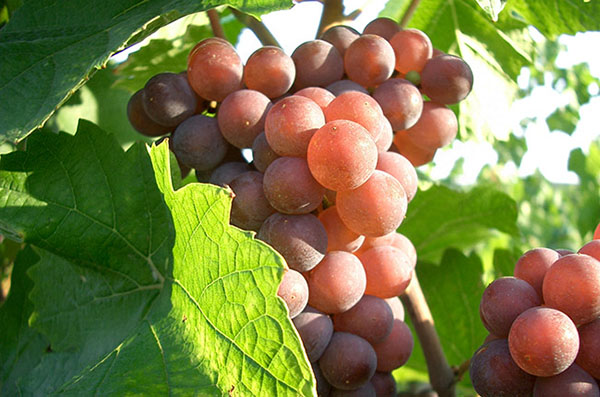 Pinot gris hợp với những món ăn nào?