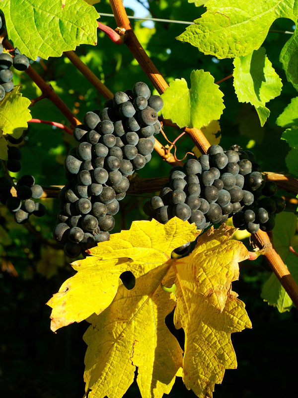 rượu domaine faiveley "clos de l'ecu" beaune premier cru monopole 2020 rượu domaine faiveley "clos de l'ecu" beaune premier cru monopole 2020