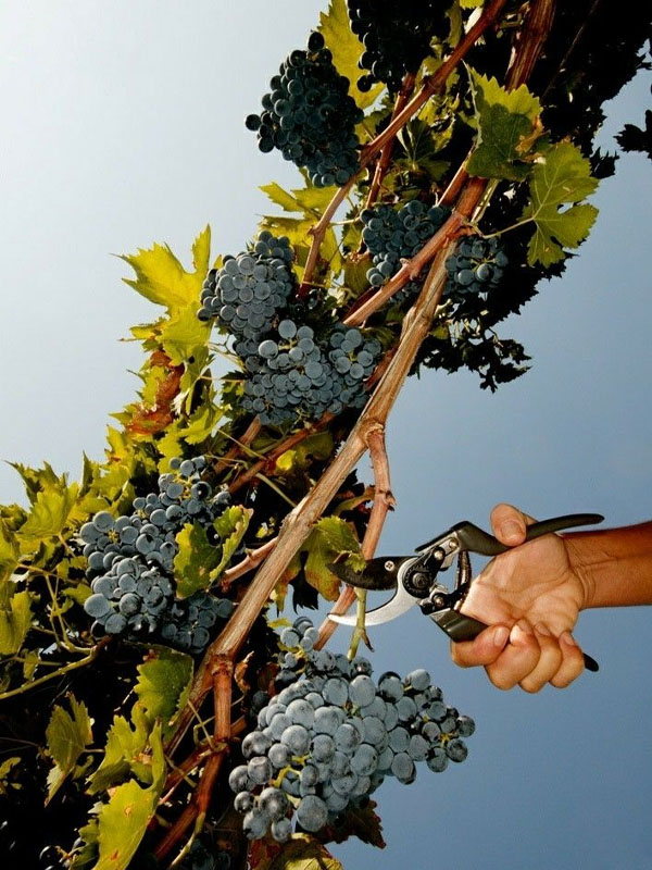 rượu domaine faiveley "clos de l'ecu" beaune premier cru monopole 2022 rượu domaine faiveley "clos de l'ecu" beaune premier cru monopole 2022