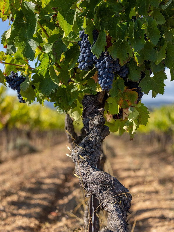 rượu domaine faiveley frémiets volnay premier cru 2017 rượu domaine faiveley frémiets volnay premier cru 2017