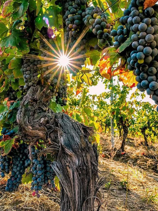 rượu domaine faiveley frémiets volnay premier cru 2018 rượu domaine faiveley frémiets volnay premier cru 2018