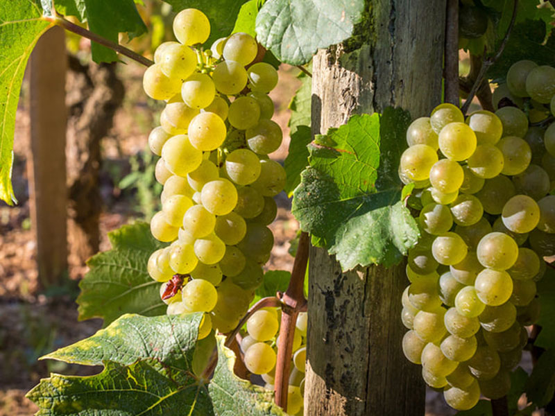 rượu domaine faiveley mercurey rượu domaine faiveley mercurey