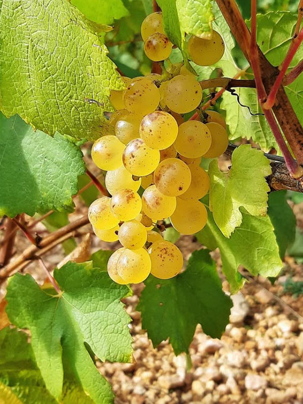 rượu domaine faiveley montagny rượu domaine faiveley montagny