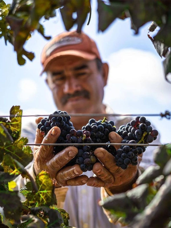 rượu vang domaine faiveley gevrey chambertin premier cru petite chapelle rượu vang domaine faiveley gevrey chambertin premier cru petite chapelle