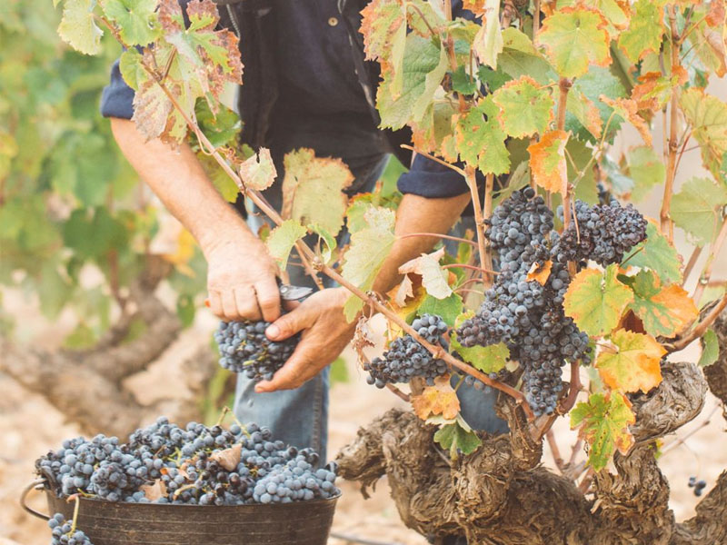 rượu vang domaine faiveley gevrey - chambertin vieilles vignes rượu vang domaine faiveley gevrey - chambertin vieilles vignes