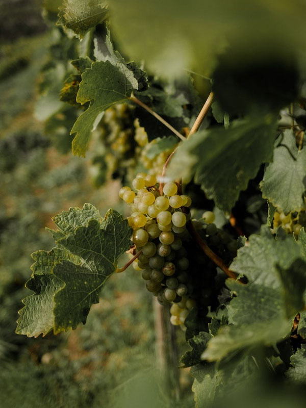 rượu vang seguin manuel meursault vieilles vigne