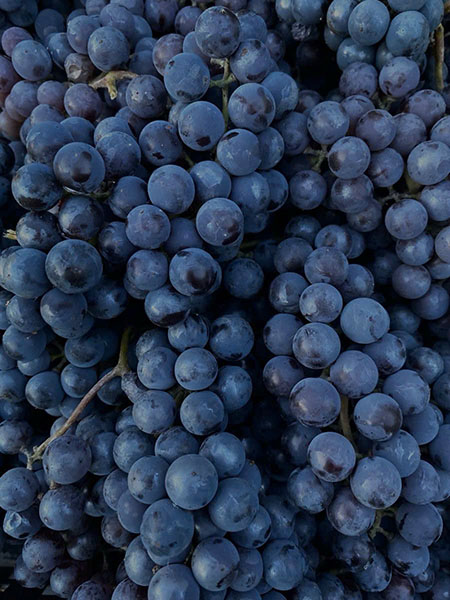 bí mật hương vị tarapaca gran reserva 145th edition