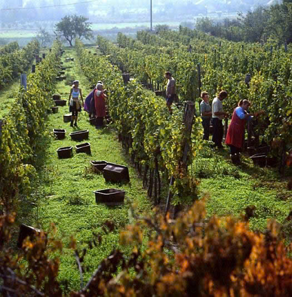 bí quyết chọn rượu vang quà tết vừa túi tiền