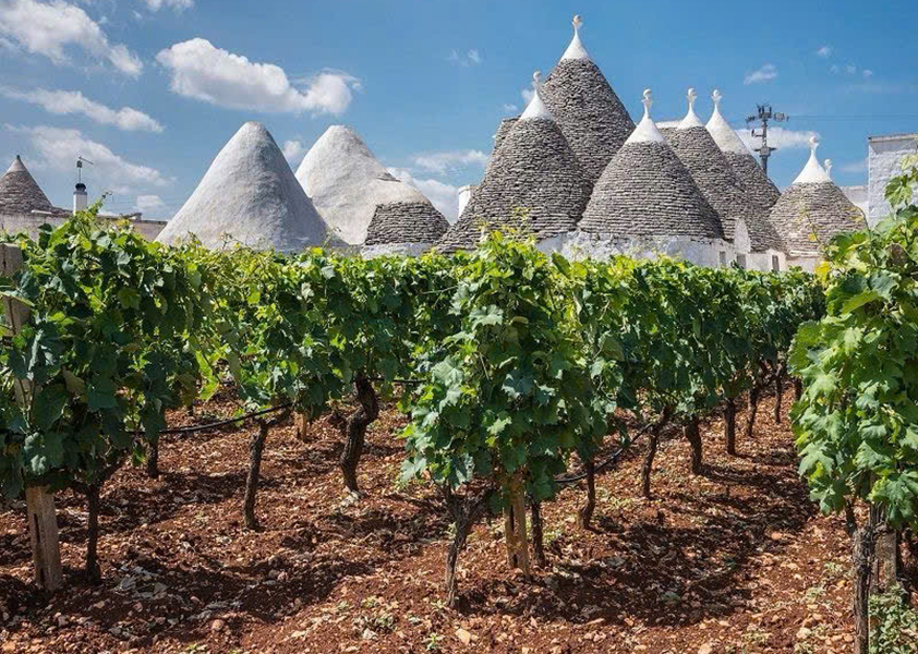 lịch sử vùng puglia và nho negroamaro: câu chuyện