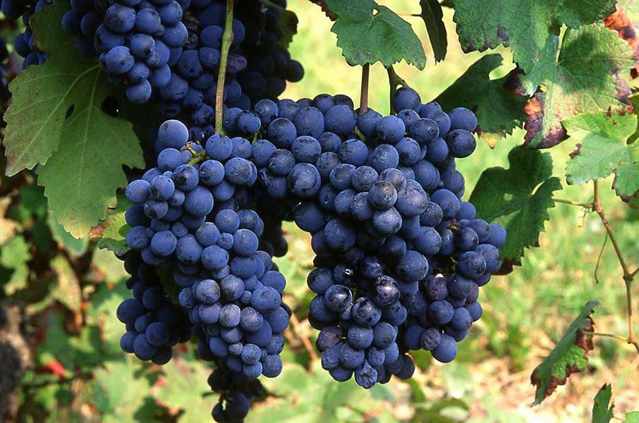 rượu vang tết 2026: lựa chọn tinh hoa quà biếu