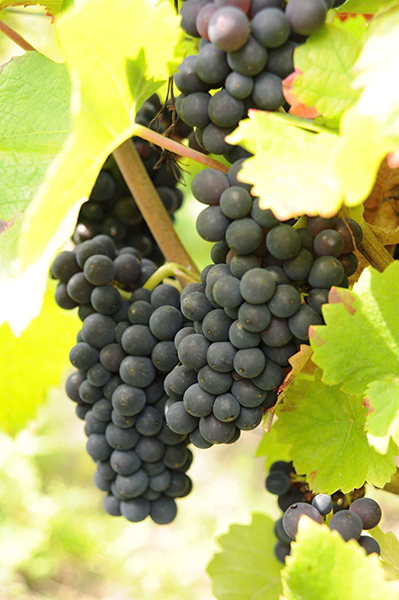 so sánh negroamaro: 8 databile liệu có khác biệt?