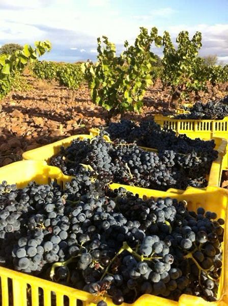 so sánh negroamaro: 8 databile liệu có khác biệt?