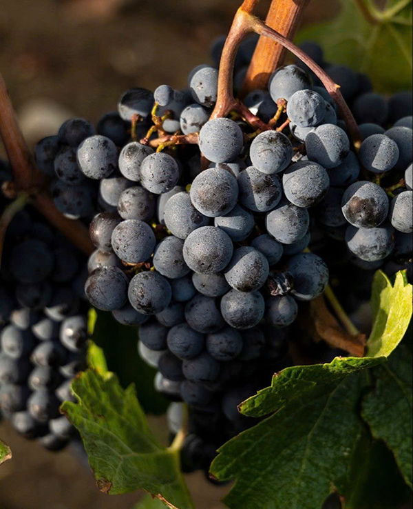 thưởng thức casillero del diablo syrah đúng cách