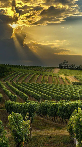 hộp quà tết 2026 rượu vang ý sang trọng đẳng cấp