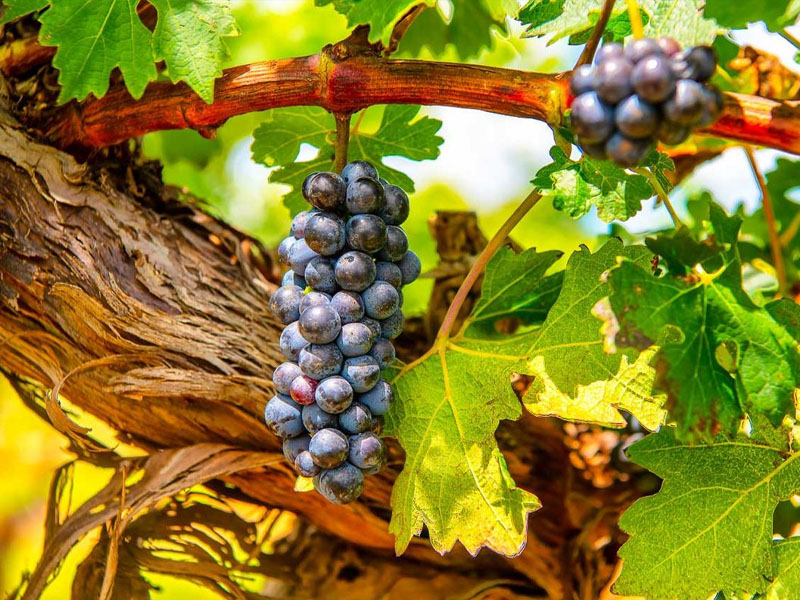 rượu vang đỏ cavallo masseria primitivo puglia