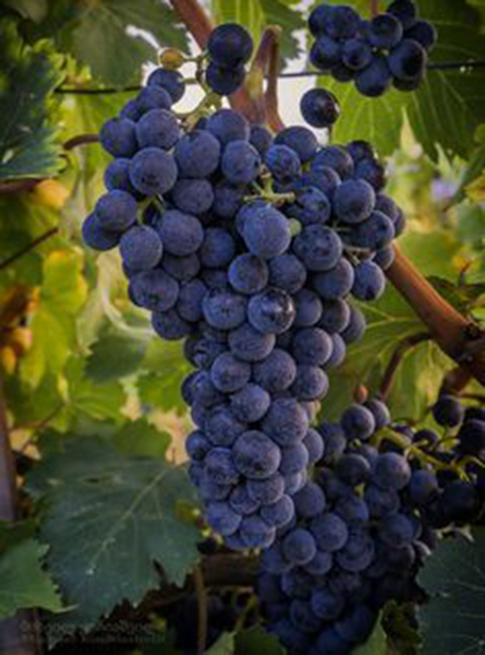 top các giống nho rượu vang ngon nhất để làm quà tặng 2026