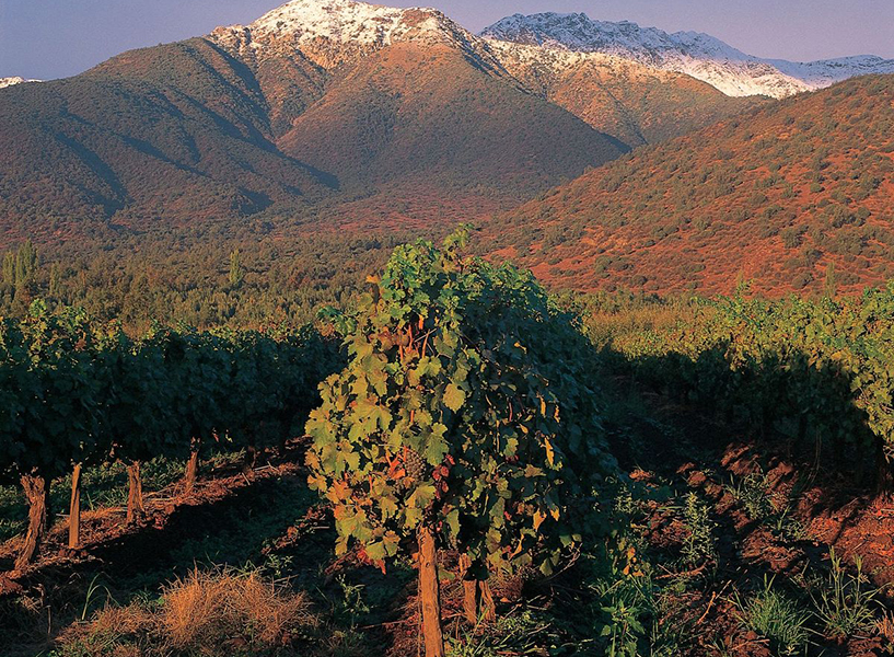 hương vị vang chile tarapaca 150 năm có gì đặc biệt?