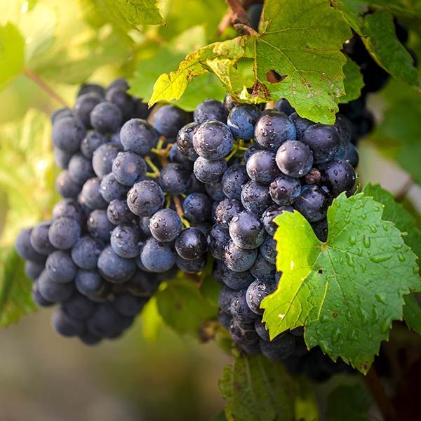 hương vị vang chile tarapaca 150 năm có gì đặc biệt?