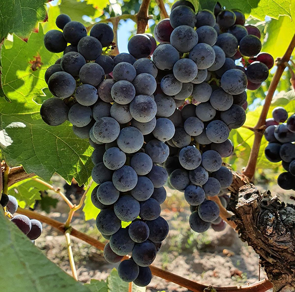 so sánh vang tarapaca 150th và các dòng gran reserva