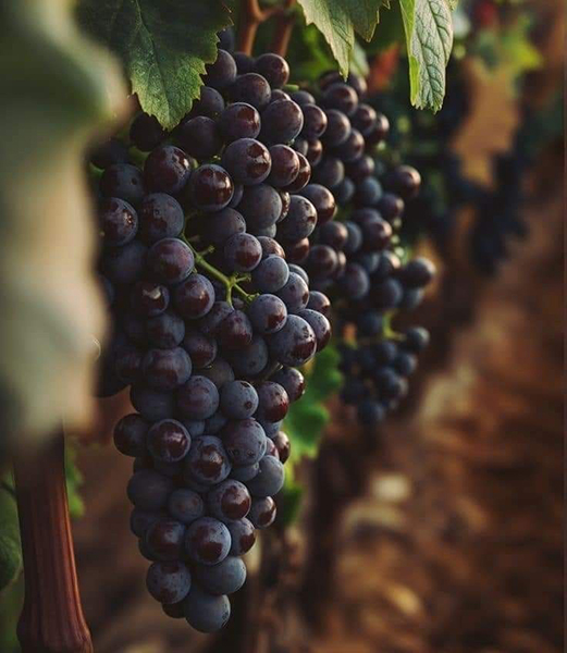 vang đỏ piccini solco toscana - đẳng cấp rượu vang ý vang đỏ piccini solco toscana - đẳng cấp rượu vang ý